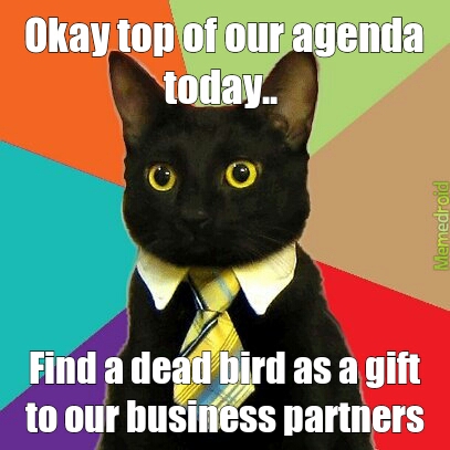 business kittens - meme