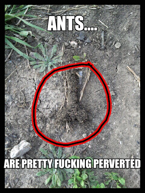 Perverted ant hill - meme