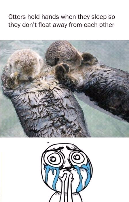 Otters hold hands - meme