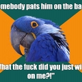 Paranoid parrot