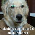 teacher dog