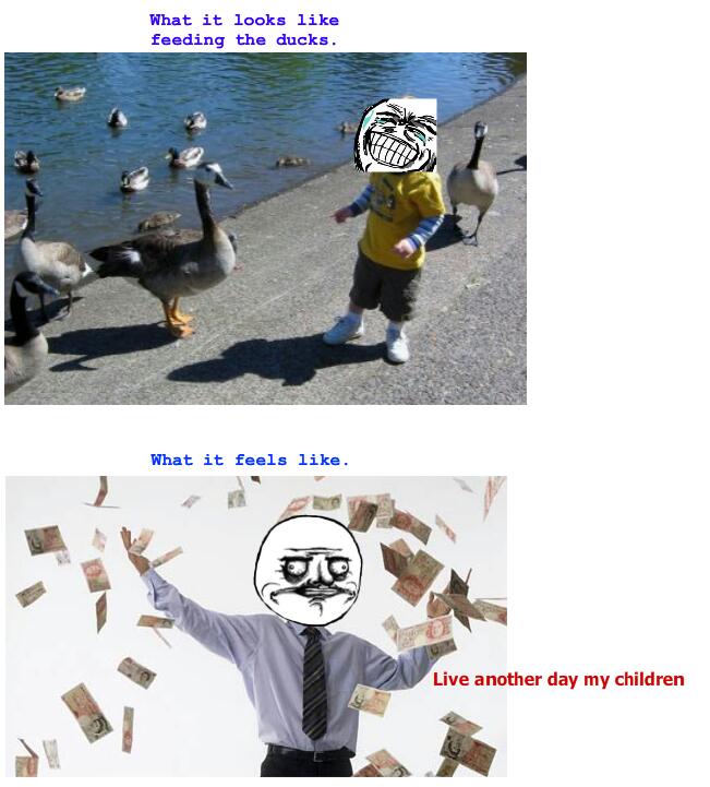 duckies - meme