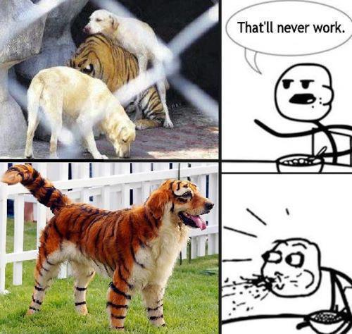 tiger dog - meme
