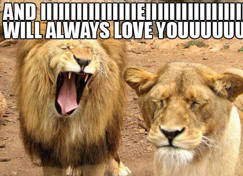 singing lion - meme