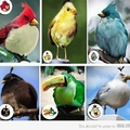 The Real Angry Birds