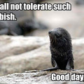 Funny Seal