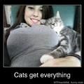 cats get everything