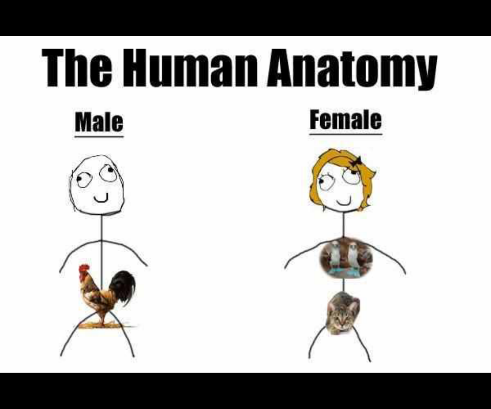 Human anatomy - meme