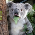 koala!!