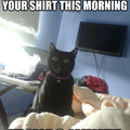 Overly attached kitteh