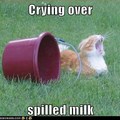 spilled milk