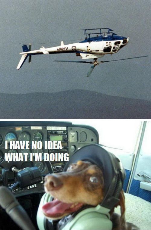 Pilot dog - meme