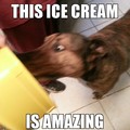 amazing ice cream