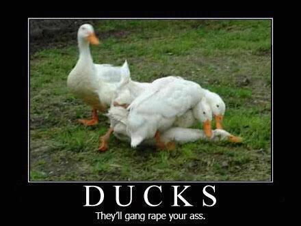 ducks - meme
