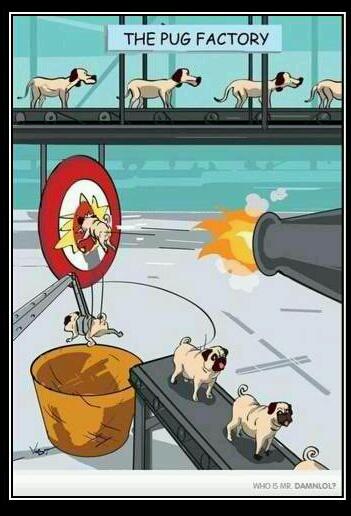 at the pug factory! - meme