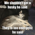 Lazy Siberian Husky