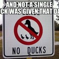 not a single duck