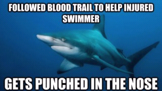 good guy shark - meme