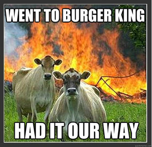 cows - meme