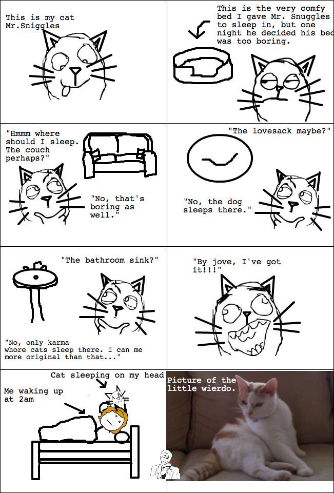 My Weird Cat - meme