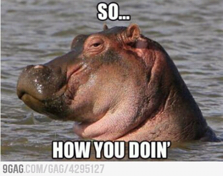 flirting hippo - meme