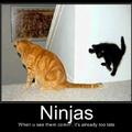ninjas!!!!