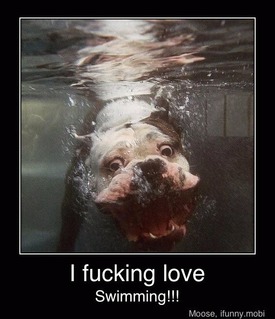 dog swimming - meme