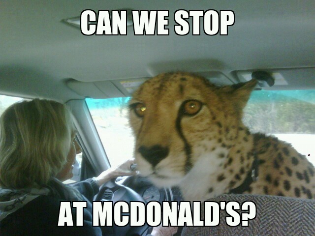 McDonald's Tiger - meme