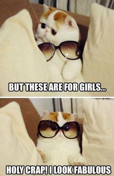 Cat with glasses - meme