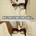 Cat with glasses