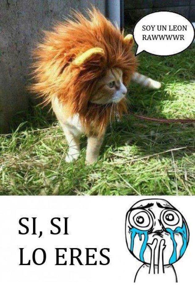 soy un leon - Meme by educocco :) Memedroid