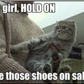 Shoppingholic cat