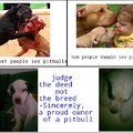 Pitbulls are only bad if their owner is bad. Don't hate.