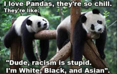 panda wisdom! - meme