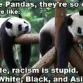 panda wisdom!