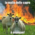 mafia capre