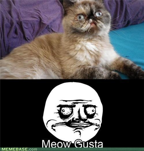 Meow Gusta - meme