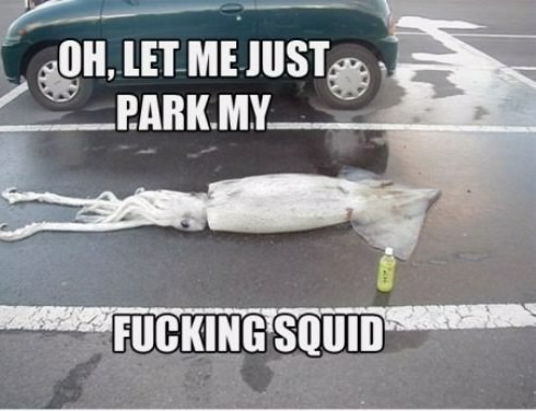 Squid - meme