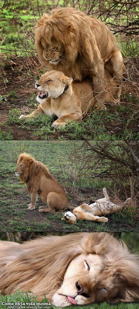 leones humanos - Meme by Nailuj19_94 :) Memedroid