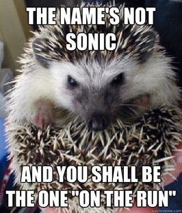 Hedgehogs <3 - meme