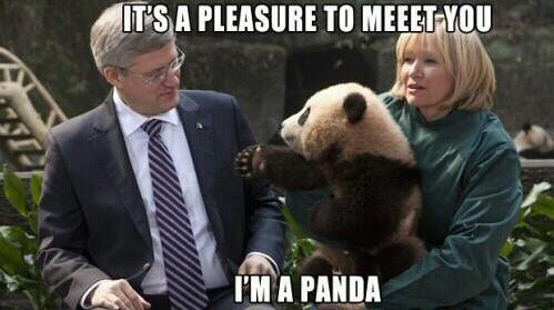 Hi I'm panda - meme