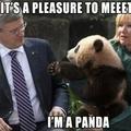 Hi I'm panda