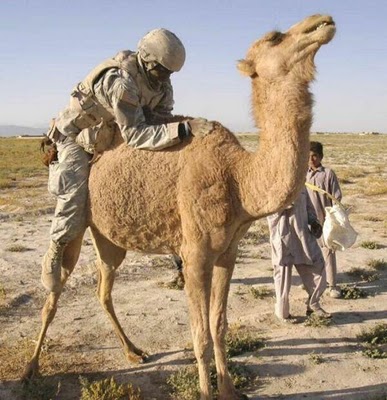 I prefer alpacas, but I guess a camel will do - meme