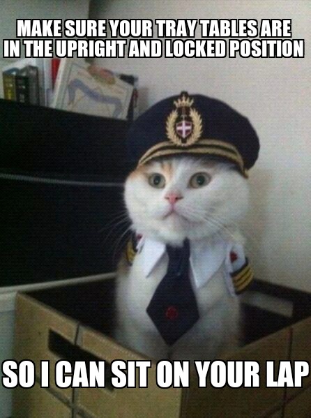 Captain Kitty - meme