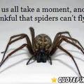 Spiders, fly? :S