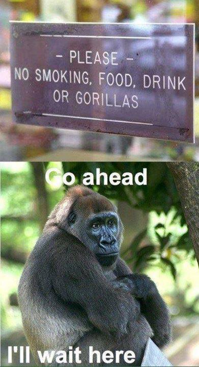 Sad gorilla - meme