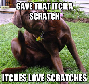 itches love scratches - meme