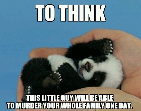 Its cool. Its a panda. - meme