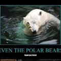 polar bear judges you