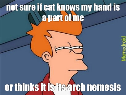 cats - meme